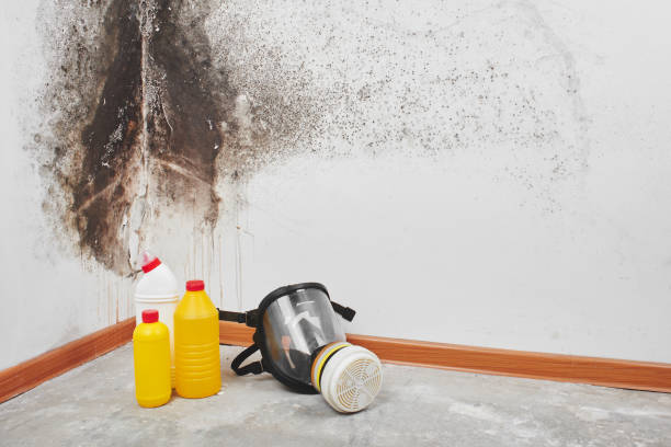 Professional Mold Removal in Great Falls, VA