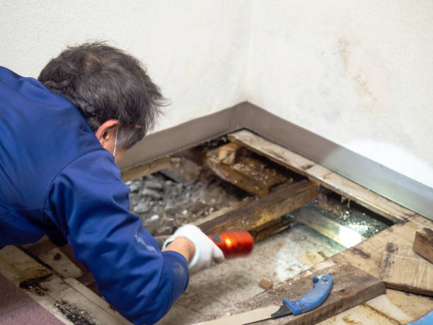 Best Professional Mold Removal  in Great Falls, VA