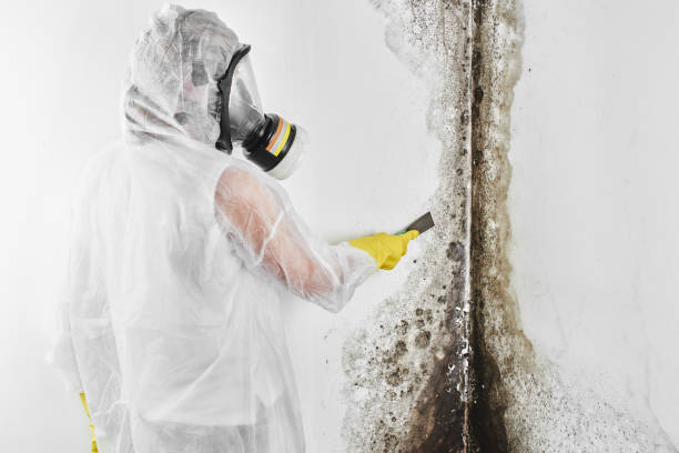 Best Residential Mold Removal  in Great Falls, VA