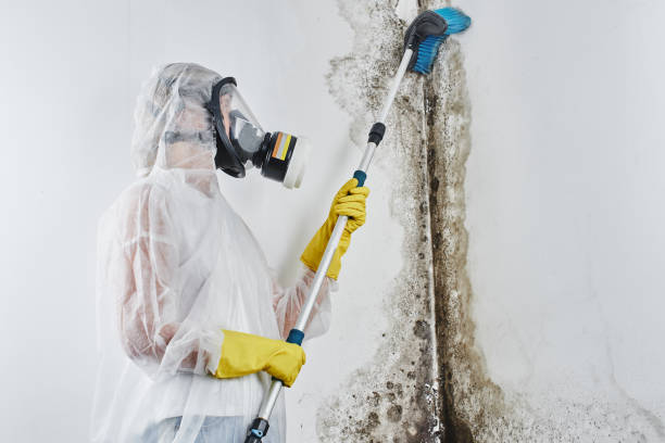 Best Mold Testing  in Great Falls, VA