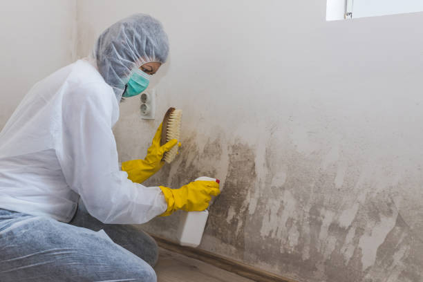 Best Certified Mold Removal  in Great Falls, VA