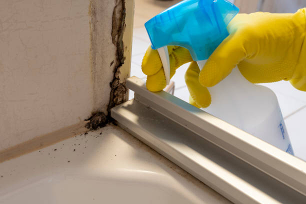 Certified Mold Removal in Great Falls, VA